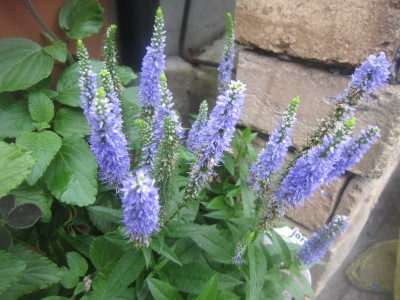 c0202870_825238.jpg