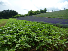 f0016981_22483420.jpg