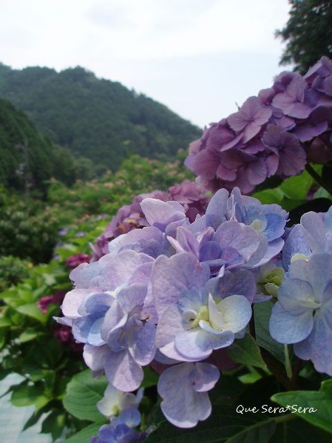 d0098183_9491433.jpg