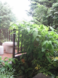 e0126094_1671613.jpg