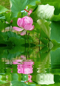 b0025101_0445562.gif