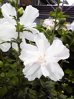 e0098908_2241897.jpg