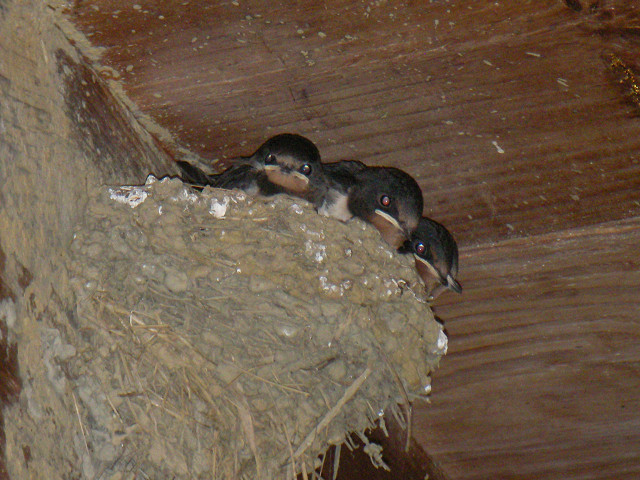 f0054610_9462823.jpg