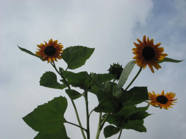e0166032_2028257.jpg