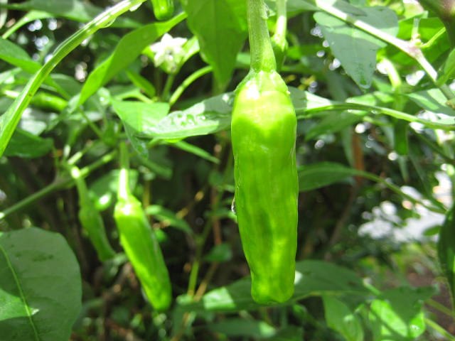 e0166032_2029523.jpg