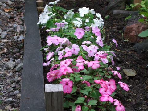 e0088260_262385.jpg