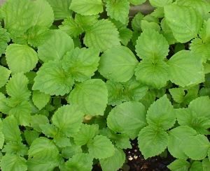 d0163670_1735136.jpg