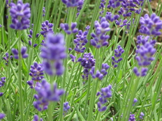 f0016981_1225052.jpg