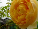d0165505_2356249.jpg