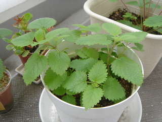 a0159363_14112289.jpg