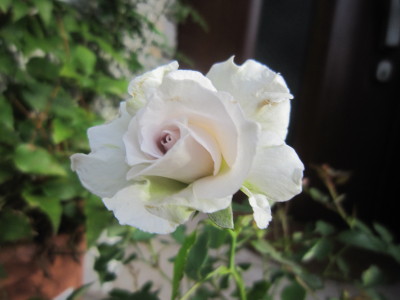 c0202870_6572248.jpg