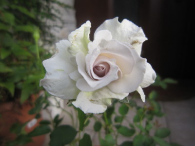 c0202870_65768.jpg