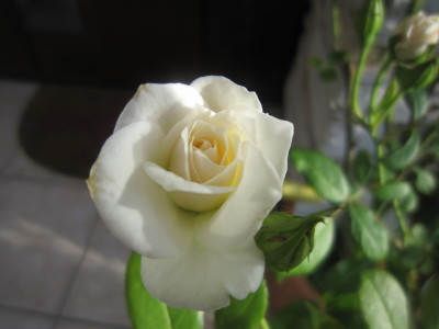 c0202870_70131.jpg