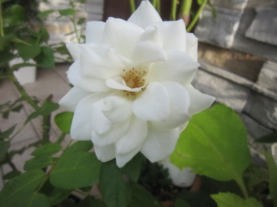 c0202870_702679.jpg