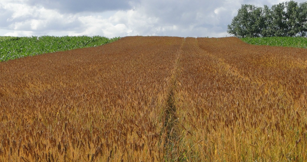 c0183777_1340913.jpg