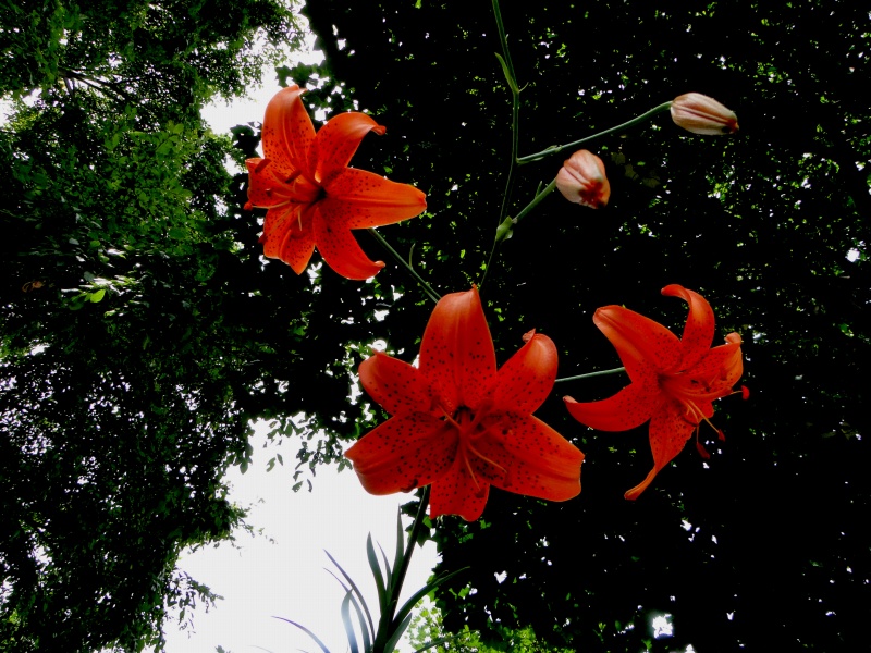 c0183777_837453.jpg