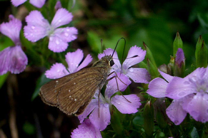 b0171185_1536123.jpg