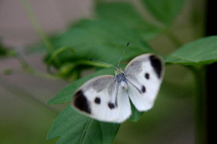b0171185_15544333.jpg