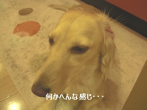 c0198485_1540271.jpg