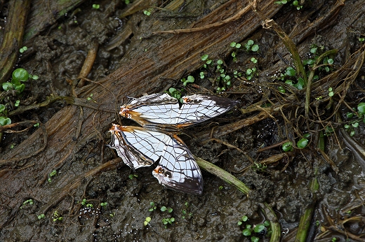 e0190885_17174568.jpg