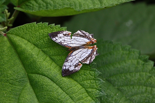 e0190885_17175523.jpg