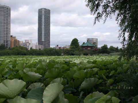 a0021110_16362169.jpg
