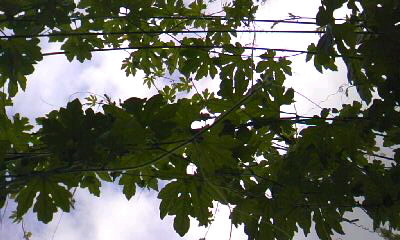 d0024220_14235816.jpg