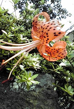 a0098027_1725014.jpg