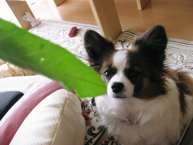 a0149240_16273418.jpg