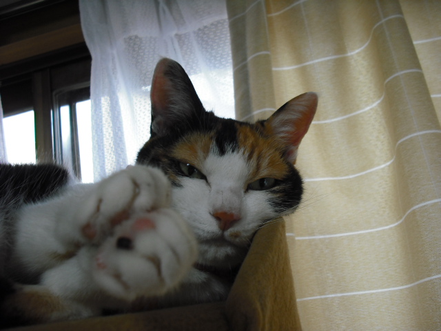 c0194042_11274631.jpg
