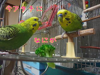 f0196665_23335879.jpg
