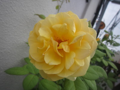 c0202870_92501.jpg