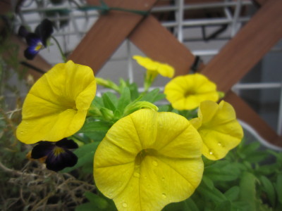 c0202870_931786.jpg