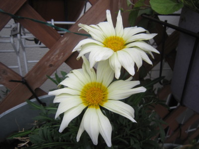 c0202870_932424.jpg