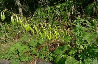 f0182173_1341567.jpg
