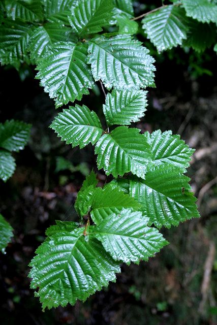 f0083400_12442412.jpg