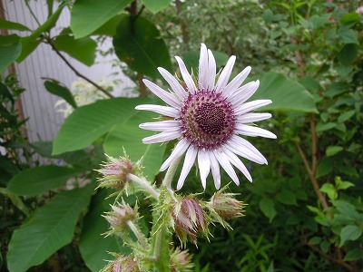 c0117007_212321100.jpg