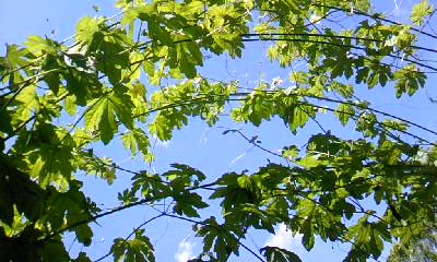 d0024220_10505257.jpg