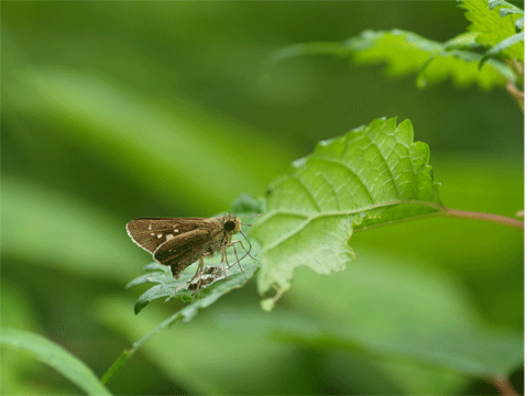 b0053192_12311048.gif