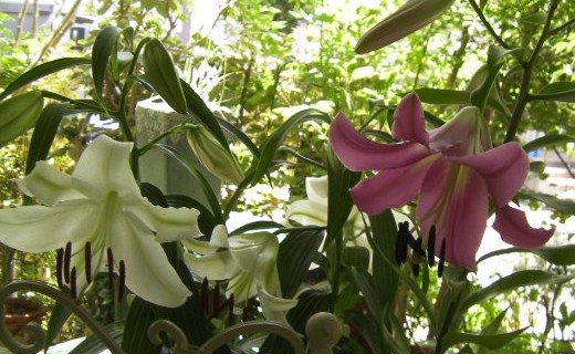 c0204121_6524381.jpg