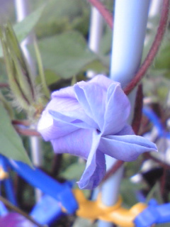 b0174923_23125092.jpg
