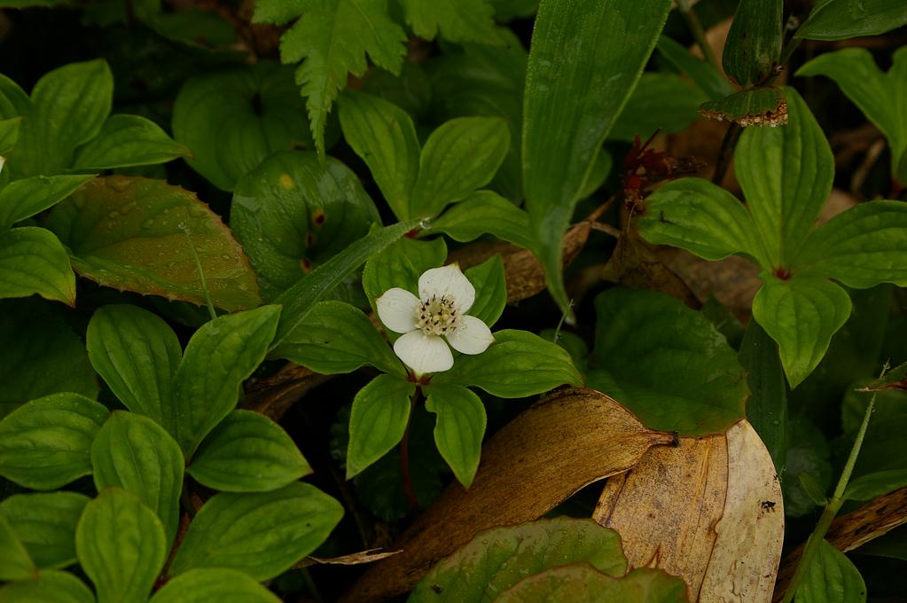 b0062024_6365353.jpg