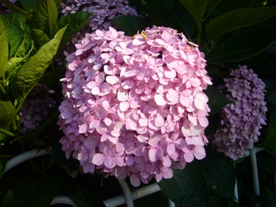 e0100046_2330576.jpg