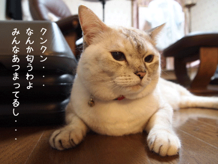 f0116546_23252026.gif