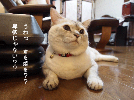f0116546_23283744.gif