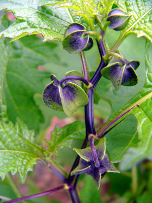 a0074650_2395540.jpg