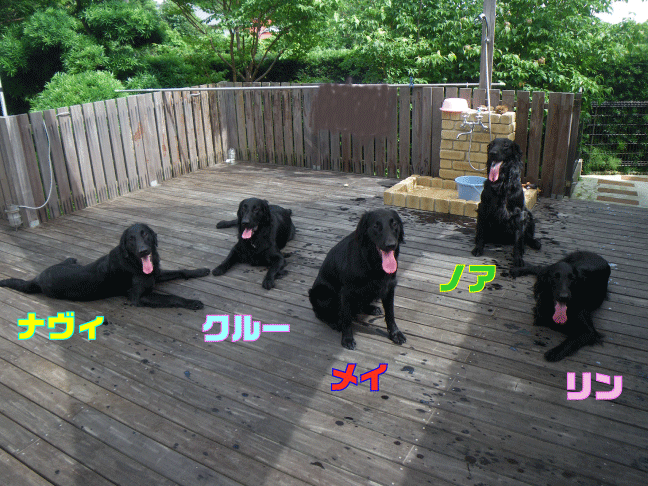 e0140491_17463542.gif