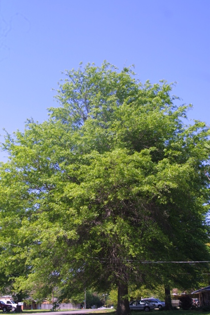 c0062603_11442679.jpg