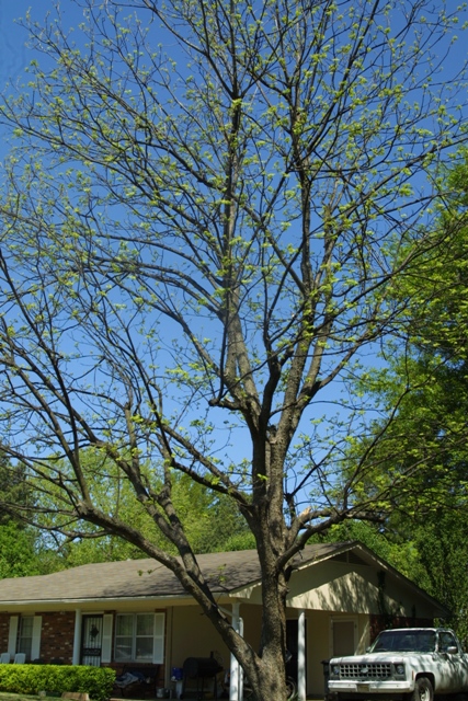c0062603_11451745.jpg