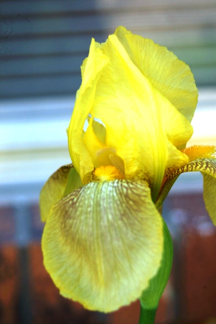 c0062603_11452415.jpg